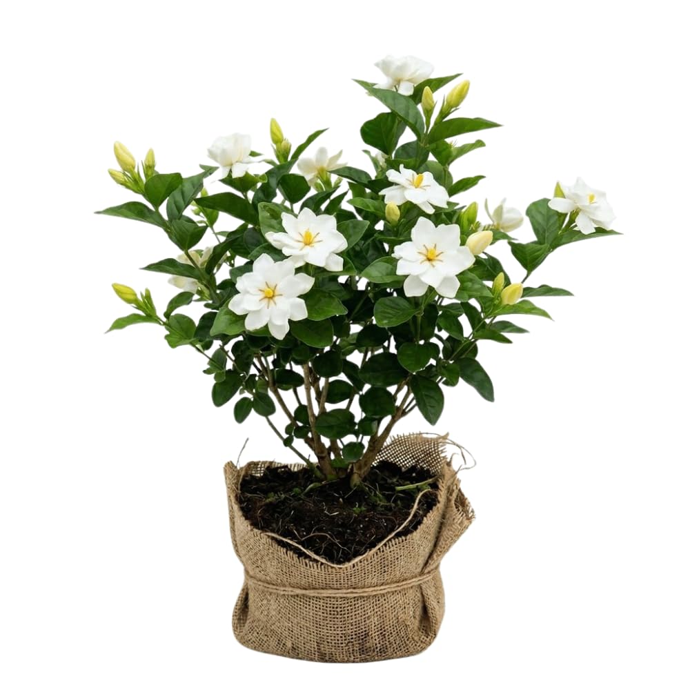 Amazon.com : 2 Cape Jasmine Plants Live, Gardenia Plant Live